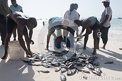 Fishermen collecting catch of fish from the net on beach Editorial Stock Photo