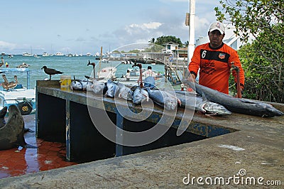 Fishermen dock in Puerto Ayora, Santa Cruz Editorial Stock Photo
