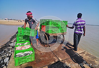 Fishermen loads fish boxes on the shore Editorial Stock Photo