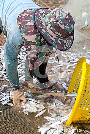Fishermen sorting fish in harbor Stock Photo