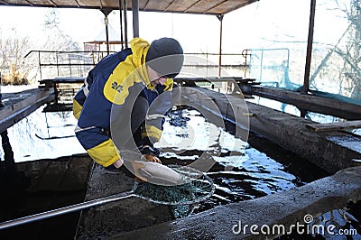 At a fishery: worker taking sturgeon out from a hatchling tank Editorial Stock Photo