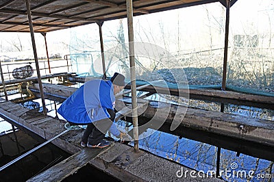 At a fishery: worker taking sturgeon out from a hatchling tank Editorial Stock Photo