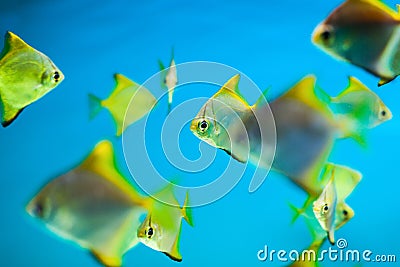 Fishes in aquarium Stock Photo