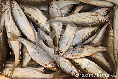 Fishes catch Stock Photo