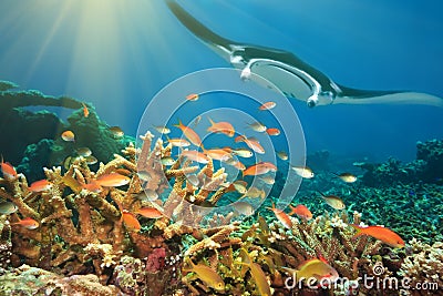 Fishes and manta ray Stock Photo