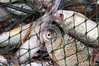 Fishes in the net Stock Photo