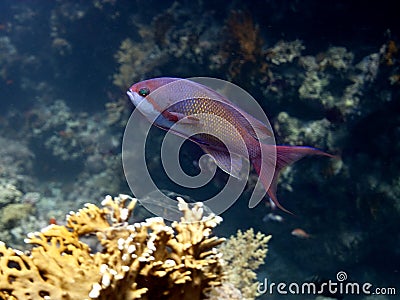 Fishes in the red sea - Pseudanthias squamipinnis Stock Photo