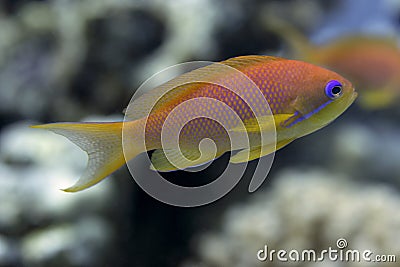 Fishes in the red sea - Pseudanthias squamipinnis Stock Photo