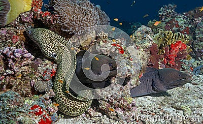 Fishes resembling a snake camouflaged in corals in the Maldives Stock Photo