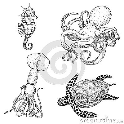 Fishes or Seafood or sea creature cheloniidae or green turtle and seahorse. octopus and squid, calamari. engraved hand Vector Illustration