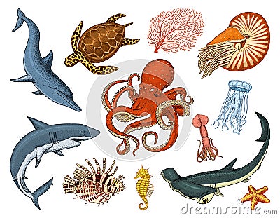 Fishes set or sea creature nautilus pompilius, jellyfish and starfish. octopus and squid, calamari. dolphin and Vector Illustration