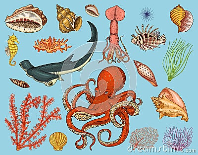 Fishes set or sea creature nautilus pompilius, jellyfish and starfish. octopus and squid, calamari. dolphin and Vector Illustration