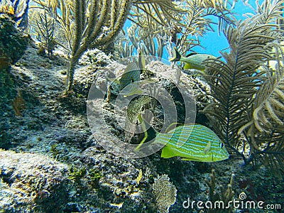 fishes swimming between corals Stock Photo