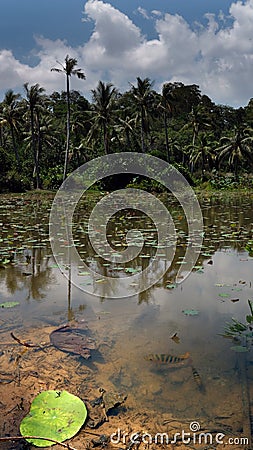 Fishes in the tropical pond with the palsm and sky Stock Photo