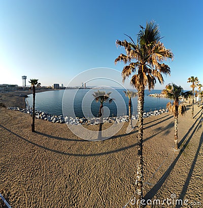 Fisheye aerial shot of palm trees on the beach in Barcelona, Spain Stock Photo