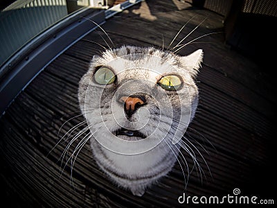 Fisheye shot of british shorthair cat Stock Photo