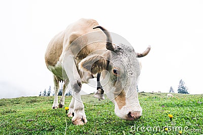Fisheye shot of a grazing cow Stock Photo