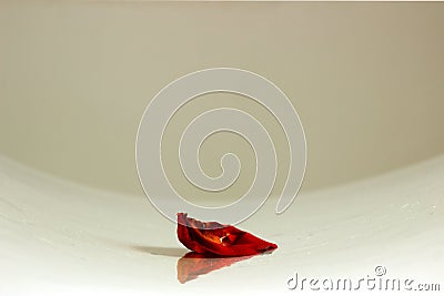 Fisheye shot of one red rose petal on the table background Stock Photo
