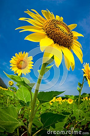 Fisheye view of sunflowers Stock Photo