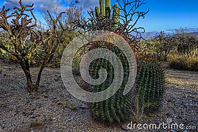 Fishhook barrel cactus Stock Photo