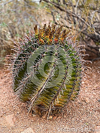 Fishhook Barrel Cactus Stock Photo