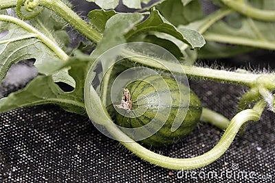 Young watermelon growing in the garden. Stock Photo