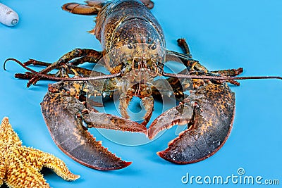 Fishing business. A live lobster with starfish on blue background Stock Photo