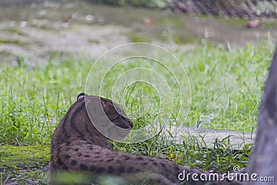 A fishing cat sitting peacefully in wilderness. The fishing cat lives foremost in the vicinity of wetlands, along rivers, streams Stock Photo