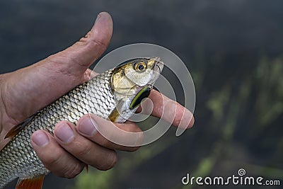 Chub fish in hand of fisherman above water. Stock Photo