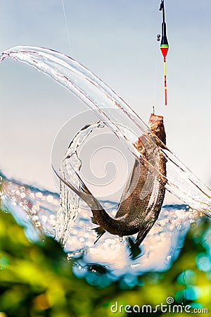 Fishing on a lake in a sunny summer day. Float fishing rods, bream Stock Photo