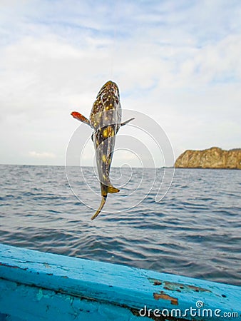 Fishing a Mero grouper Stock Photo