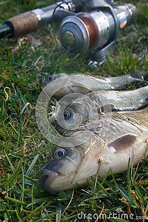 Fishing for Prussian carp Stock Photo