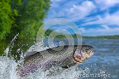 Fishing. Rainbow trout fish jumping with splashing in water Stock Photo