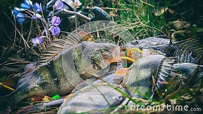 Fishing, spring catch Stock Photo