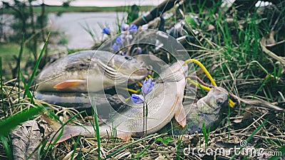 Fishing, spring catch Stock Photo