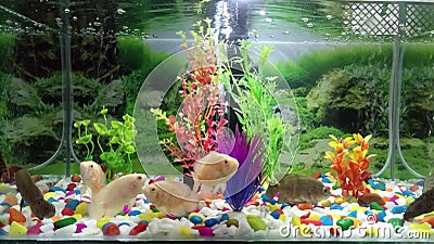 Fishtank, Oscars fish, small fishtank, underwater photograph, alpino oscar, tiger oscar Stock Photo