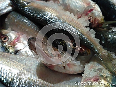Fishy Stock Photo