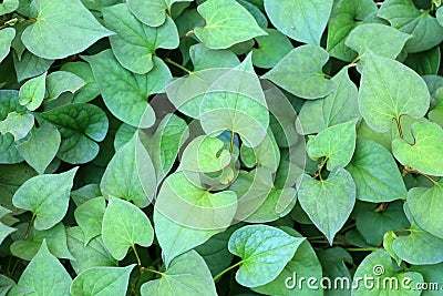 Fishy-smell herb Stock Photo