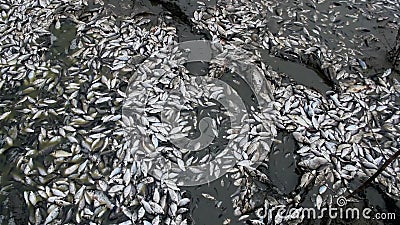 Fiskbyten Fiskbyten