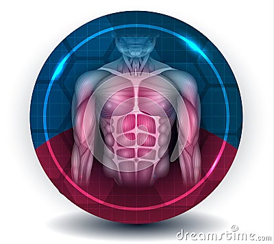 Fit body muscles Vector Illustration