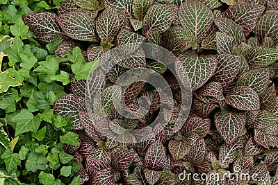 Fittonia nerve plant leaves Stock Photo