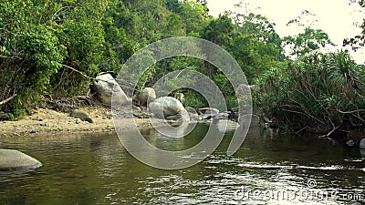 Fiume nel paesaggio verde della foresta pluviale La foresta tropicale verde ed il fiume roccioso costeggiano la natura selvaggia stock footage Fiume nel paesaggio verde della foresta pluviale La foresta tropicale verde ed il fiume roccioso costeggiano la natura selvaggia stock footage
