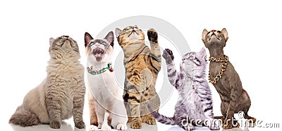 Five adorable cats look up while sitting and standing Stock Photo