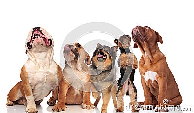 Five adorable dogs panting and looking up Stock Photo