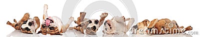 Five adorable English Bulldogs rolling on back Stock Photo