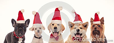 Five adorable little santa claus dogs Stock Photo