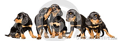 Five adorable puppies together Stock Photo