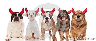 Five adorable puppies wearing red devil horns for halloween Stock Photo