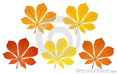 Five autumn chestnut leaves. Vector illustration. Vector Illustration
