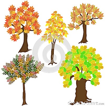 Five autumn leafy trees Vector Illustration